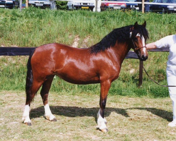 Zuchtstute Talyllyn Nia (Welsh-Cob (Sek. C), 1989, von Horeb Euros)