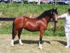 broodmare Talyllyn Nia (Welsh-Cob (Sek. C), 1989, from Horeb Euros)