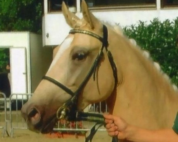 broodmare Three-Stars Derbyra (German Riding Pony, 2007, from Three-Stars Dumbledore)