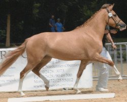 broodmare Three-Stars Belle Fleur (German Riding Pony, 2005, from Crimon Brenin)