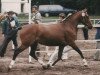 broodmare Three-B Udena (German Riding Pony, 1993, from Wester Aikema's Uno)
