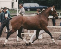 Zuchtstute Three-B Udena (Deutsches Reitpony, 1993, von Wester Aikema's Uno)