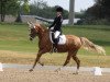 dressage horse Catwalk's Prima Ballerina (German Riding Pony, 2004, from Cocky Man)