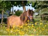 broodmare Lotte v.d.Kuper (Shetland pony (under 87 cm), 1996, from Grimpowood Replica)