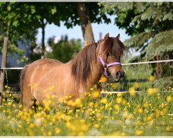 Pferd Lotte v.d.Kuper (Shetland Pony (unter 87 cm), 1996, von Grimpowood Replica)