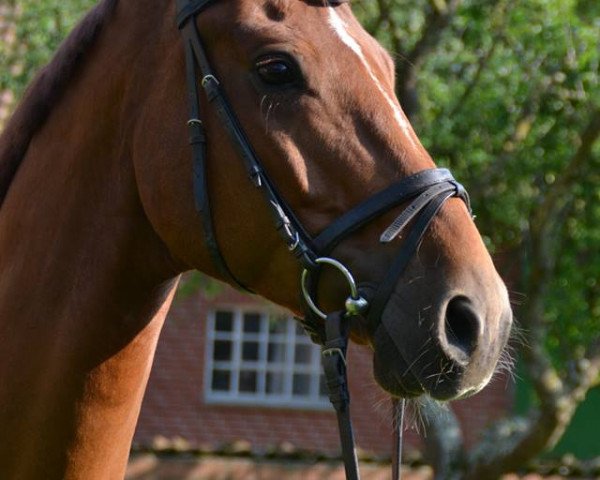 dressage horse Lucente (Hanoverian, 2008, from Locksley II)