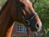 dressage horse Lucente (Hanoverian, 2008, from Locksley II)