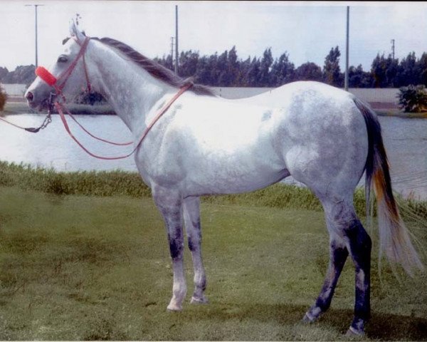 stallion Chicks Beduino (Quarter Horse, 1984, from Beduino xx)