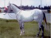 Deckhengst Chicks Beduino (Quarter Horse, 1984, von Beduino xx)