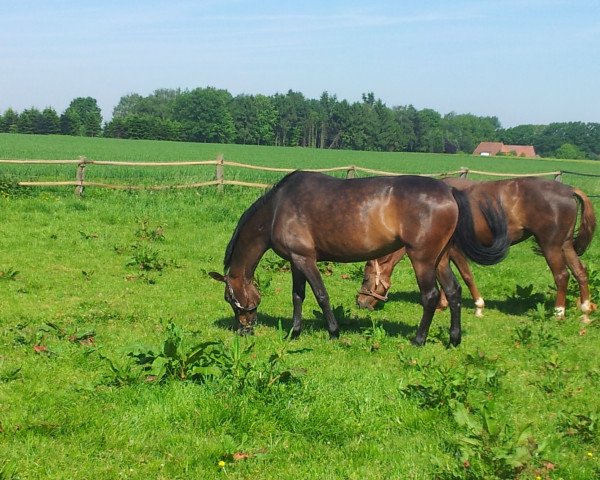 Springpferd Chanel (Oldenburger, 2007, von Chico's Boy)