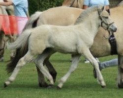 horse Klosterhof's Grondur Baron (Fjord Horse, 2013, from Goliath)