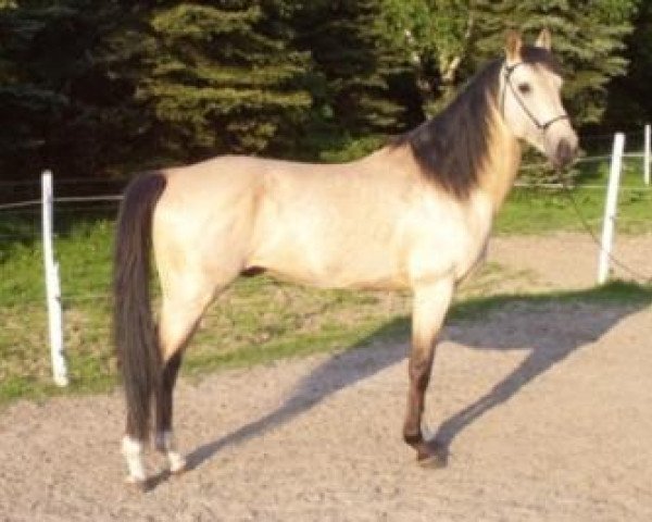 horse Taramisu (Akhal-Teke, 2001, from Taran)