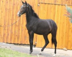 horse Acyk (Akhal-Teke, 2012, from Taran)