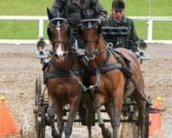 Pferd Zitnas Sensation (Deutsches Reitpony, 2004, von Zitnas Senator)