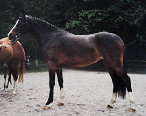 Pferd Zitnas Non Chalence (Deutsches Reitpony, 1998, von Vento)