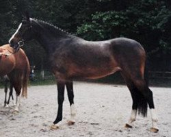 horse Zitnas Non Chalence (German Riding Pony, 1998, from Vento)