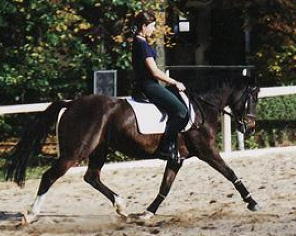 broodmare Noblesse (German Riding Pony, 1986, from Night-Star I)