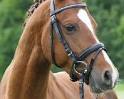 horse Zitnas Sir Valentino (German Riding Pony, 2004, from Zitnas Senator)