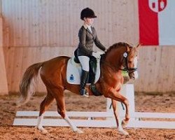 stallion Visconti (German Riding Pony, 2002, from Vento)