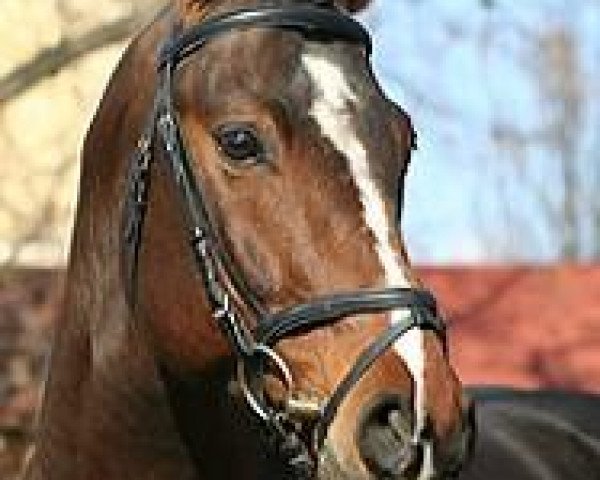 stallion Vespucco (German Riding Pony, 1999, from Vento)
