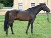 stallion Poker Boy (German Riding Pony, 1994, from Power Star B)