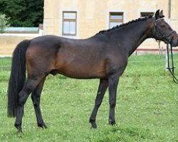 stallion Poker Boy (German Riding Pony, 1994, from Power Star B)