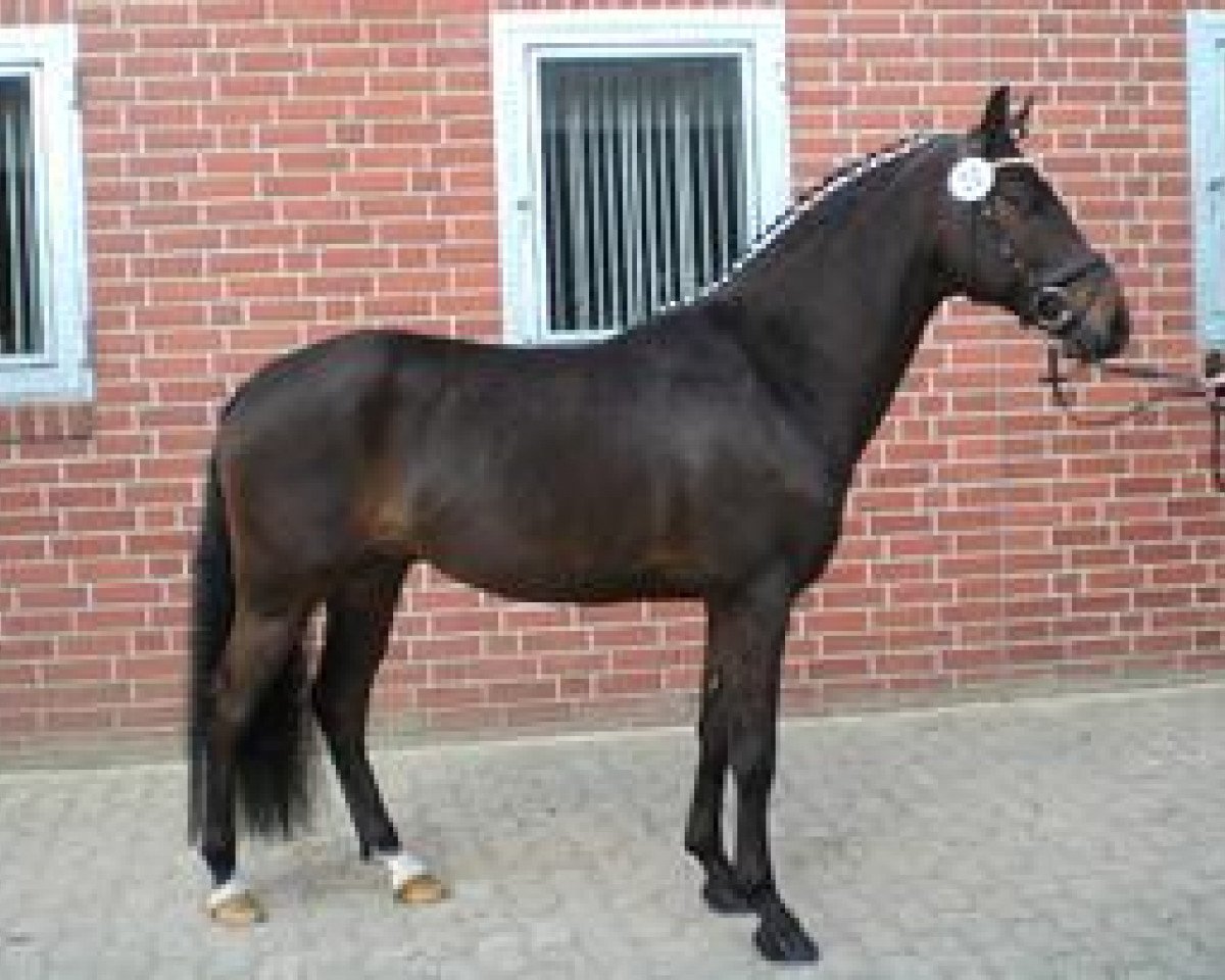 dressage horse Zitnas Poker As (German Riding Pony, 2004, from Poker Boy)