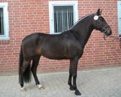 dressage horse Zitnas Poker As (German Riding Pony, 2004, from Poker Boy)