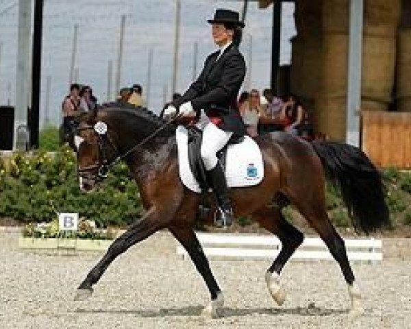 dressage horse Zitnas Nottingham (German Riding Pony, 2004, from Negro)