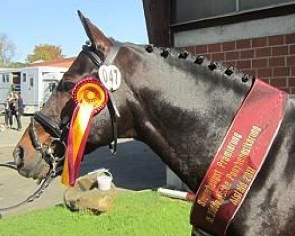 dressage horse Natano (German Riding Pony, 2001, from Negro)