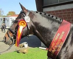 dressage horse Natano (German Riding Pony, 2001, from Negro)