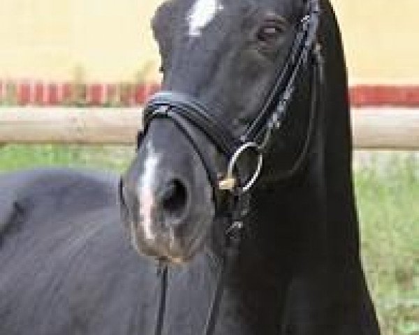 stallion Bajazzo (German Riding Pony, 1995, from Bavarottie)