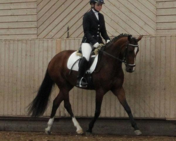 broodmare Neytiri (German Riding Pony, 2010, from Prince Charming 17)
