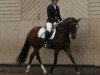 broodmare Neytiri 4 (German Riding Pony, 2010, from Prince Charming 17)