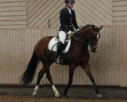 broodmare Neytiri 4 (German Riding Pony, 2010, from Prince Charming 17)