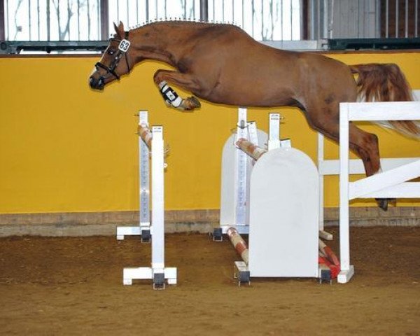 stallion Notre Baux (German Riding Pony, 2010, from Notre Noir)