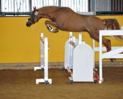 stallion Notre Baux (German Riding Pony, 2010, from Notre Noir)