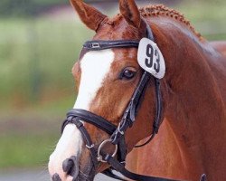 broodmare Nele (German Riding Pony, 2009, from Notre Noir)