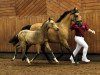 broodmare Noblesse (German Riding Pony, 2003, from Notre d'Amour)