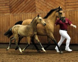 broodmare Noblesse (German Riding Pony, 2003, from Notre d'Amour)