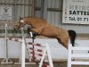 jumper Big Ben 130 (German Riding Pony, 2008, from Boney M)