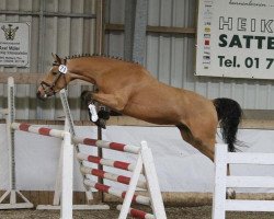 jumper Big Ben 130 (German Riding Pony, 2008, from Boney M)