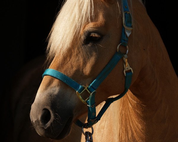 dressage horse Flora (10,16% ox) (Edelbluthaflinger, 2002, from Santino (7,81% ox))