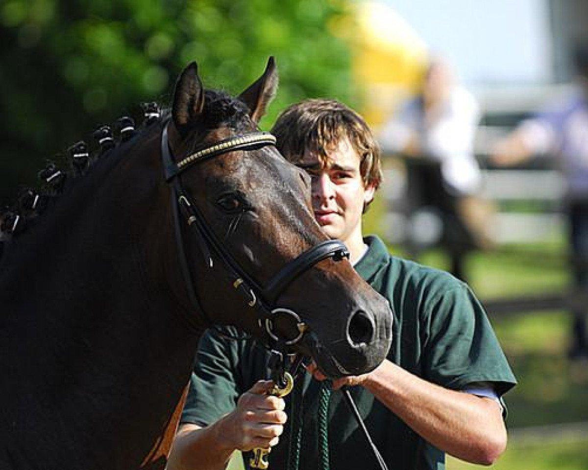 stallion Perseus B (German Riding Pony, 2005, from Prometheus B)