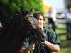 stallion Perseus B (German Riding Pony, 2005, from Prometheus B)