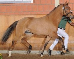 stallion Der Casanova B (German Riding Pony, 2011, from Dornik B)