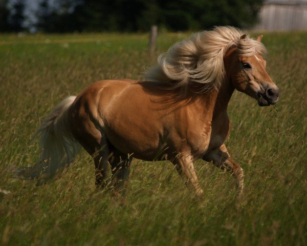 Zuchtstute Anyway (Haflinger, 2001, von Alpenstern)