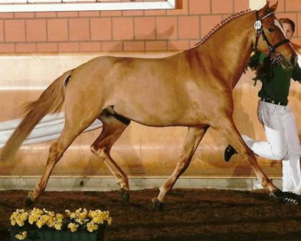 stallion Dornier B (German Riding Pony, 2008, from Dornik B)
