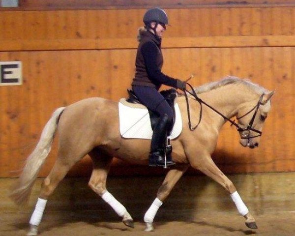 dressage horse Grand Royal 15 (German Riding Pony, 2007, from Gandalf)