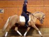 dressage horse Grand Royal 15 (German Riding Pony, 2007, from Gandalf)